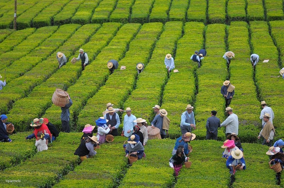 Harvesting tea by hand in the Azores